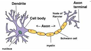 neuron.png[1]